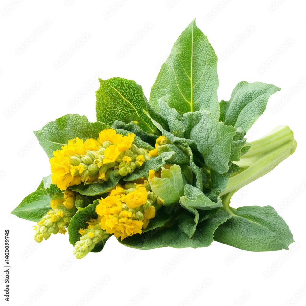 Fresh Chinese flowering cabbage (choy sum) isolated on white