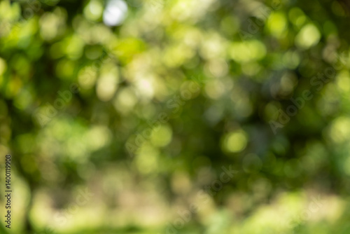 Abstract nature bokeh background of lush greenery photo