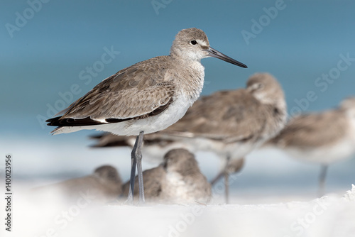 Willet, Tringa semipalmata, a flock roosting on the shoreline, coastal Florida, USA