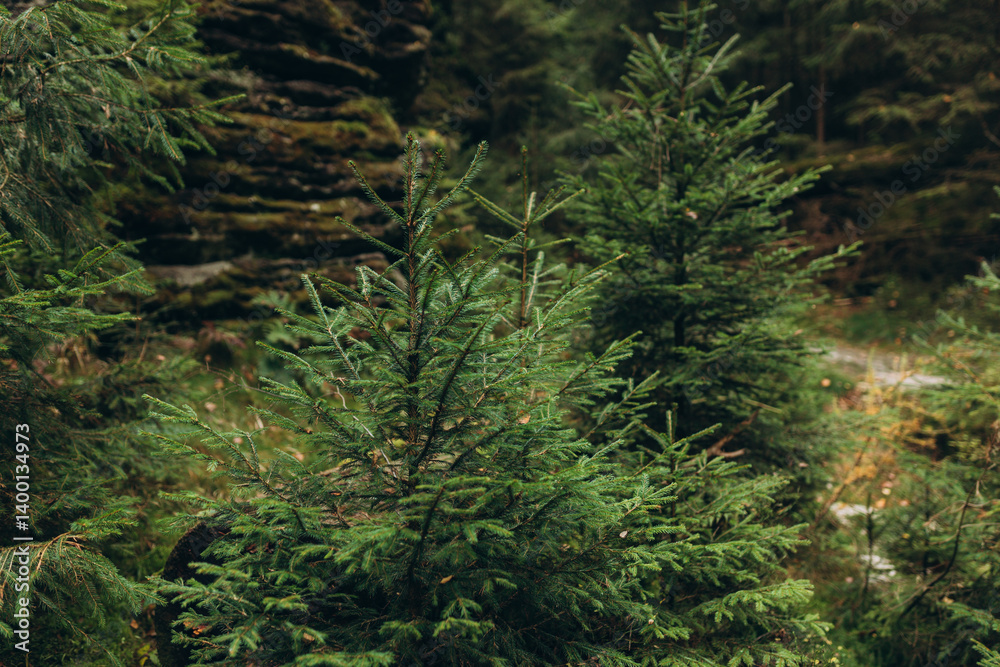 Fir trees in the forest in summer, nature background.