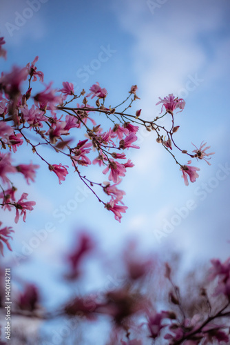 pink flowers on black background Magnolia kobus close up dark blue hour kobushi japanese tree shrub spring park garden