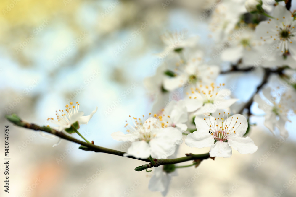 Beautiful blossoming cherry plum tree with white flowers outdoors, closeup Beautiful blossoming cherry plum tree with white flowers outdoors, closeup