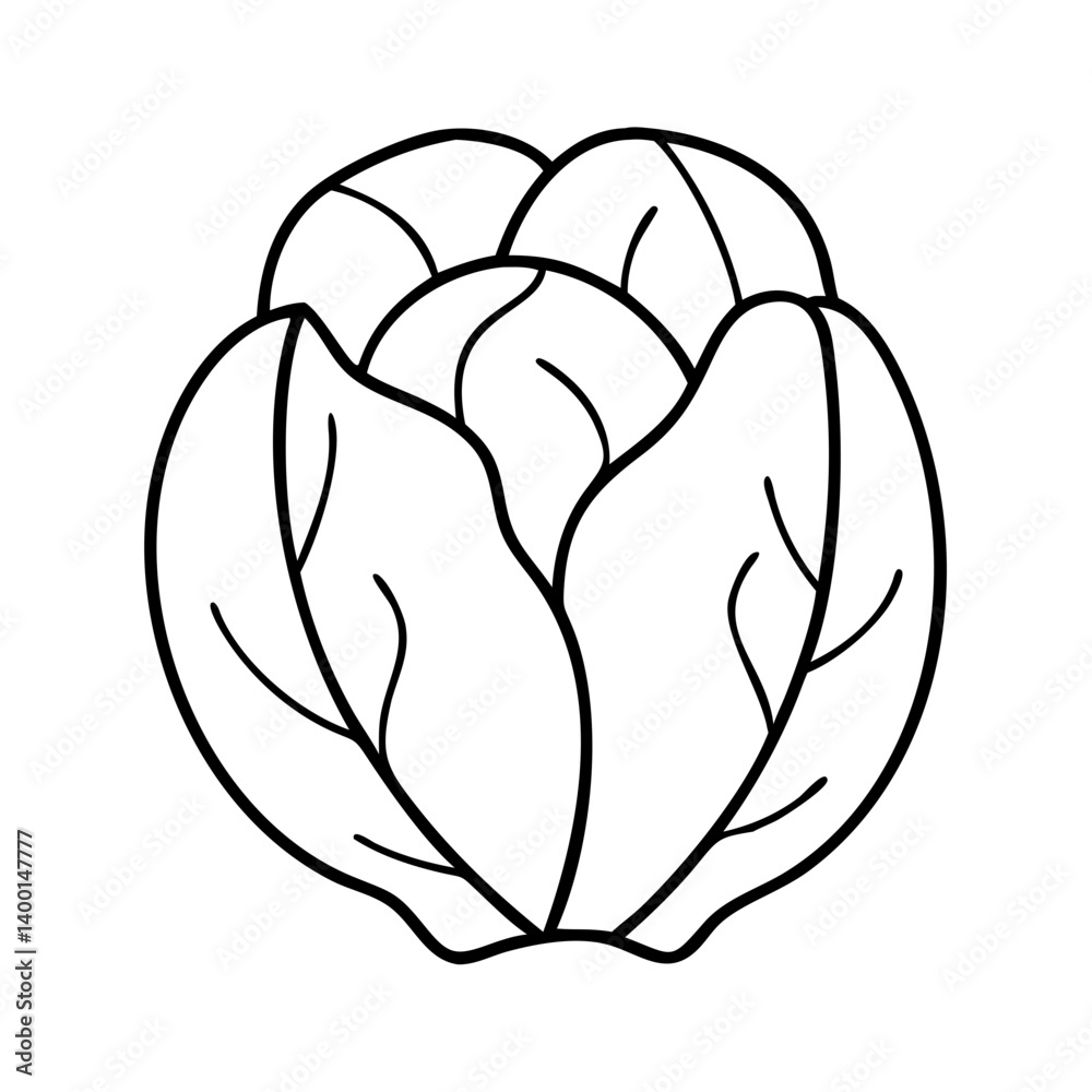 A Simple Line Drawing of a Cabbage Vegetable Illustration A Simple Line Drawing of a Cabbage Vegetable Illustration