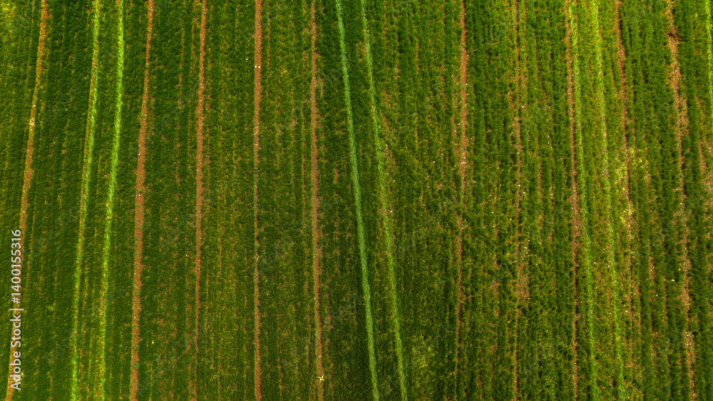 Aerial view of green cultivated fields.
