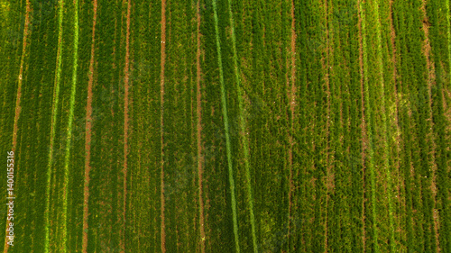 Aerial view of green cultivated fields.