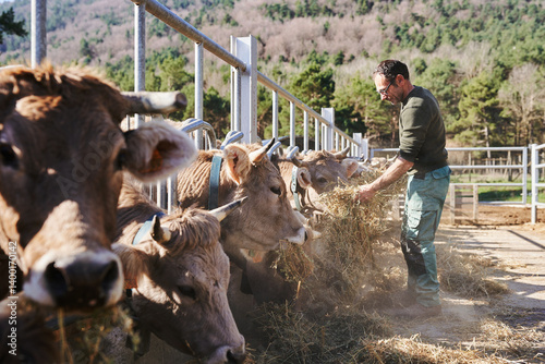 Farmer feeding hay to cows on cattle farm during sunny day in rural landscape