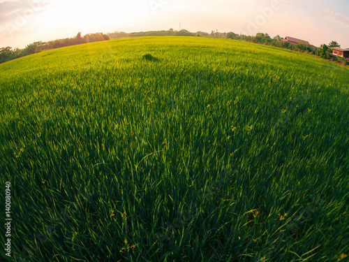Sunset at the rice field
