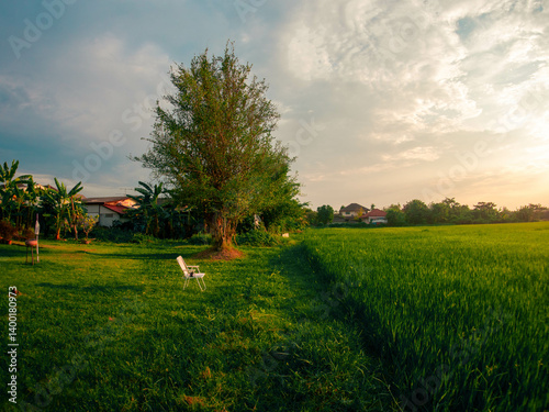 Lonely beach chair and rice field
