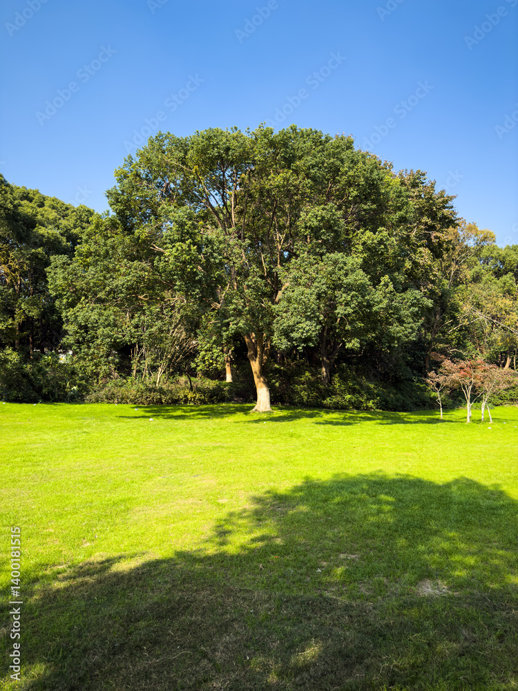 Tranquil Green Oasis