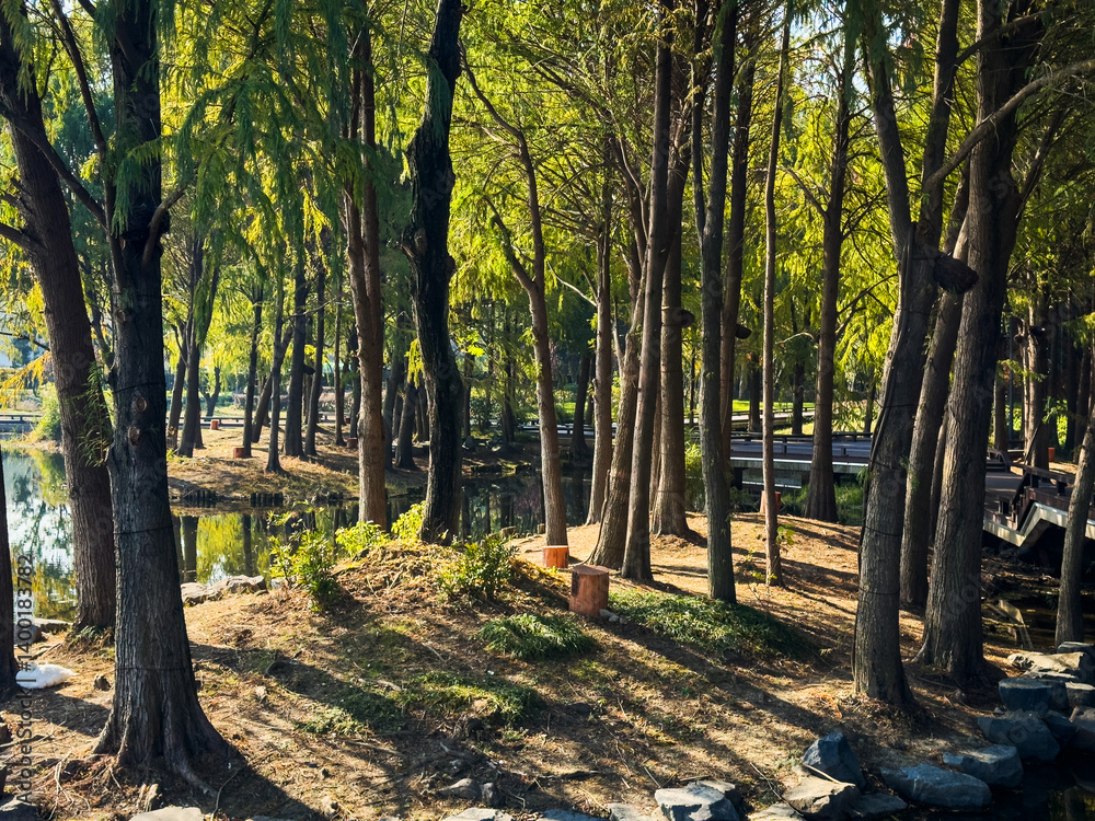 Tranquil Haven in Nature