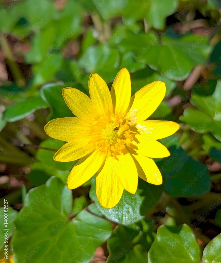 The first bright spring flowers and yellow flowers - spring buttercup or also called buttercup - are confirmed medicinal and somewhat poisonous plants from the buttercup family The first bright spring flowers and yellow flowers - spring buttercup or also called buttercup - are confirmed medicinal and somewhat poisonous plants from the buttercup family