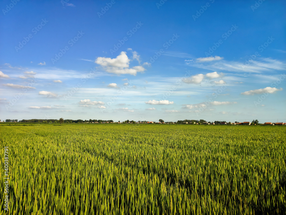 Endless Green Fields Under a Blue Sky