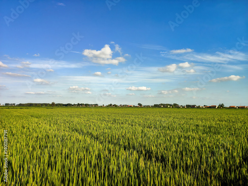 Obraz na płótnie Endless Green Fields Under a Blue Sky w salonie