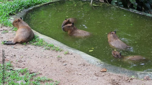 Footage of a herd of happy Capybaras relaxing in the pond with only one on the shore photo