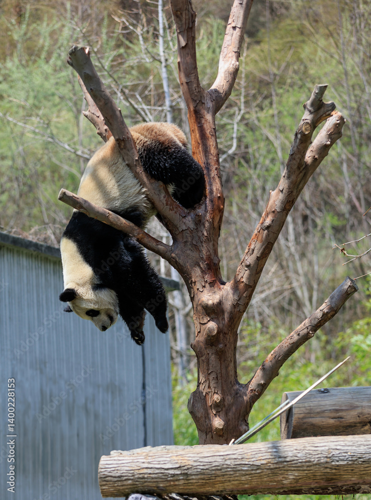 Obraz premium One giant panda playing on tree