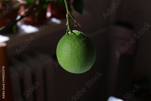 Green orange during the winter months in the apartment. 