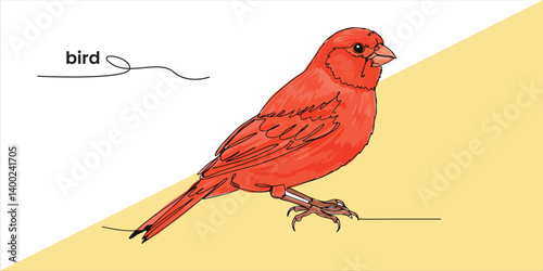 The red canary, scientifically known as Serinus canaria, is a captivating bird species with vibrant plumage. Its striking appearance and unique characteristics make it a popular choice among bird.