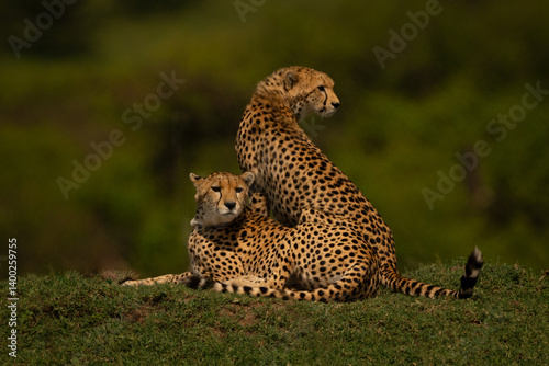 Fototapeta Naklejka Na Ścianę i Meble -  Female cheetah sits with cub on grass