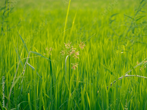 A weed in the middle of a rice field