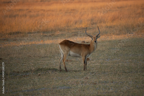 Common Impala horned male portrait in Kruger National park, South Africa ; Specie Aepyceros melampus family of Bovidae