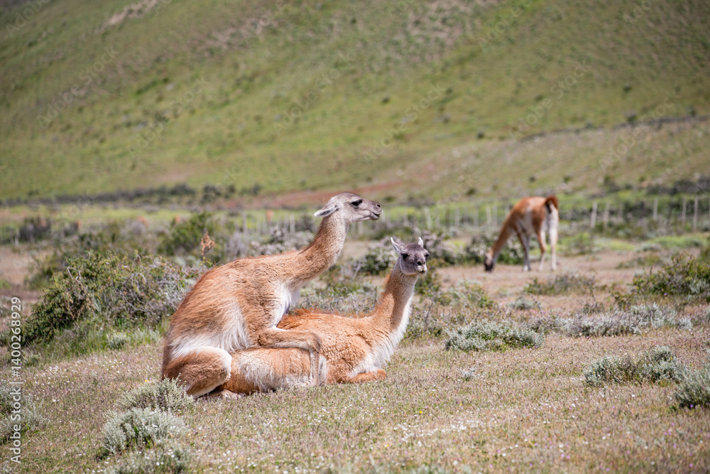 Fototapeta premium Guanaco close up photo in Peninsula Valdes, Patagonia, Argentina