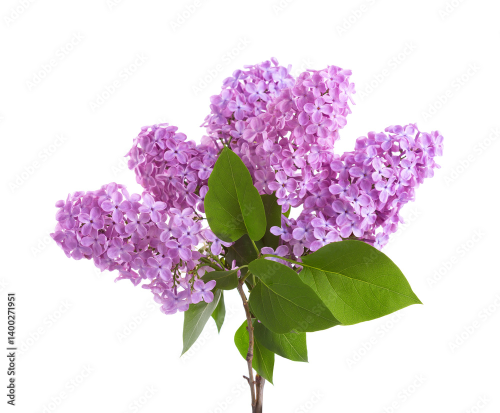 Branch of blooming lilac isolated on white background. Syringa vulgaris