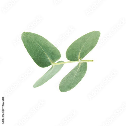 Eucalyptus branch with fresh leaves isolated on white