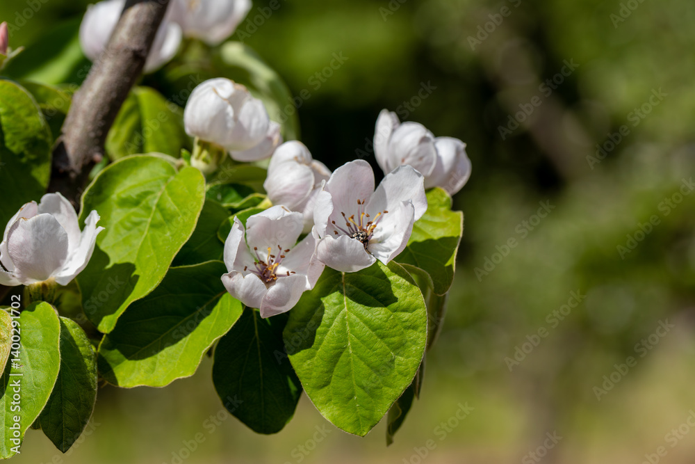 Quince tree blooming in spring.