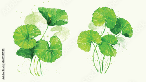 Vector illustration of gotu kola leaves in watercolor style. Also known as pennywort or gotu kola or centella asiatica. Natural organic herb.