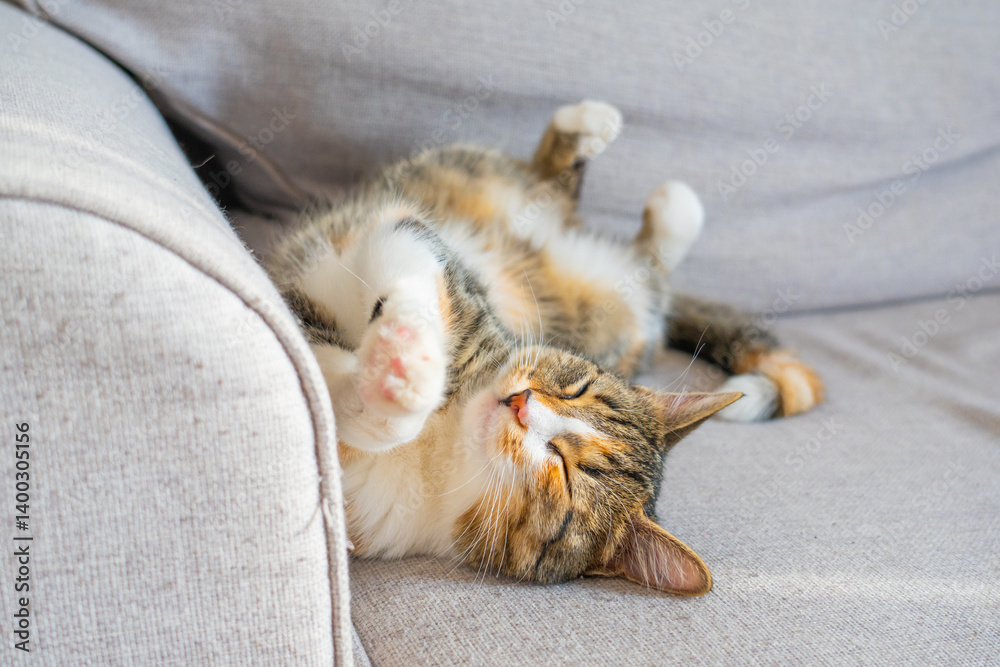 Calico cat relaxing on soft couch in a cozy living room during afternoon sunlight