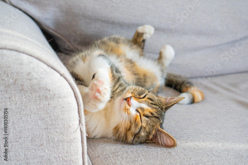 Obraz na płótnie Calico cat relaxing on soft couch in a cozy living room during afternoon sunlight w salonie