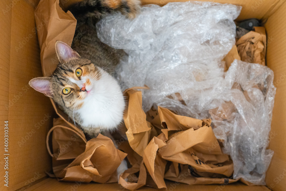 Curious cat exploring a cardboard box filled with crumpled paper and bubble wrap in a cozy indoor setting