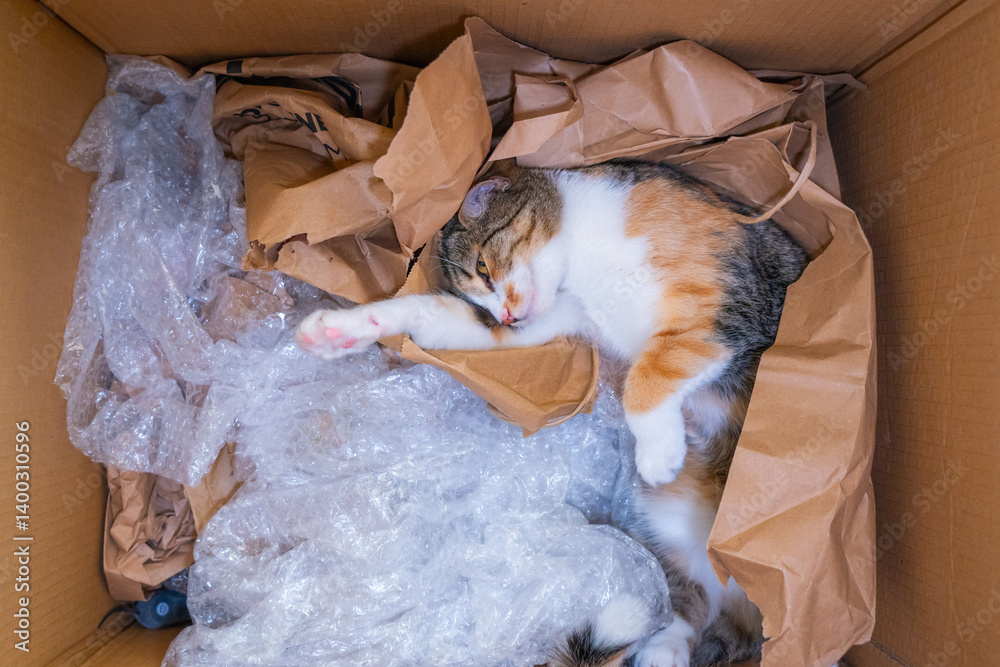 Curled cat resting comfortably in a cardboard box filled with crumpled paper and plastic wrap during afternoon light
