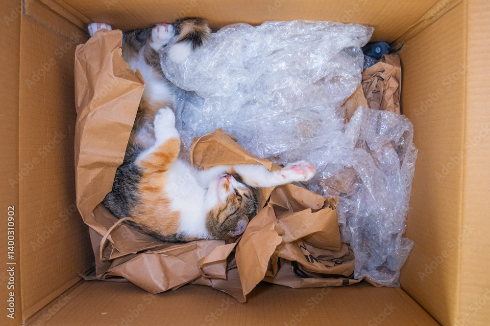 Cat relaxes in cardboard box filled with crumpled paper and bubble wrap at home during daylight hours