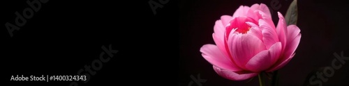 Single pink peony, soft focus, velvety petals, black isolation, fluffy, soft, bloom