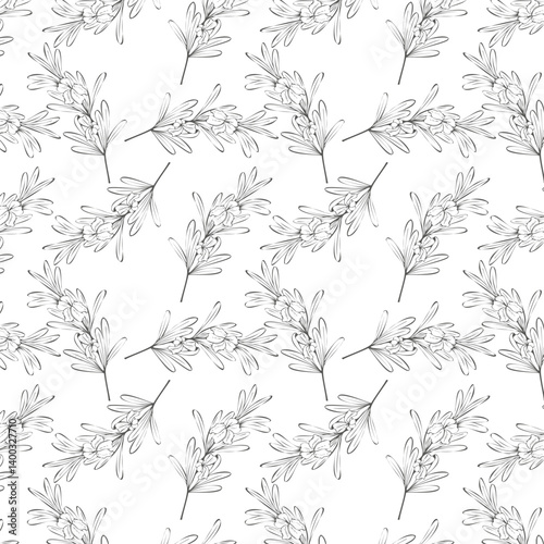 Rosemary sprig pattern, hand drawn outline drawing, branch with flowers and leaves, on white background. Vector illustration