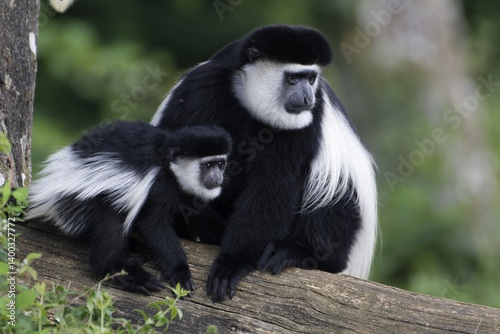 singes Colobus noir et blanc photo