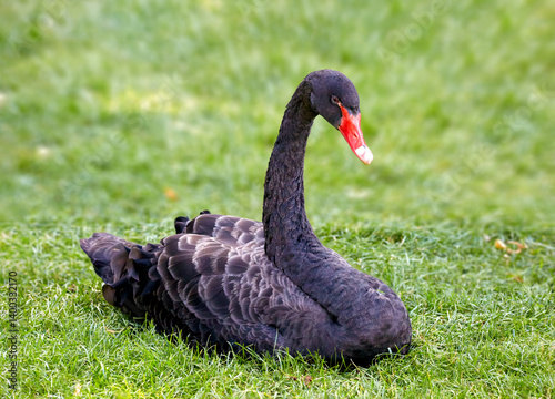 a black swan sitting in the grass on a meadow