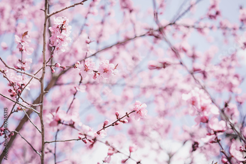 Cherry blossom in bloom. Springtime.