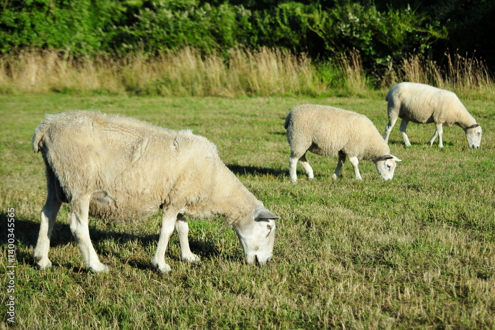 Fototapeta premium Three white woolly sheep grazing in a green farmland field