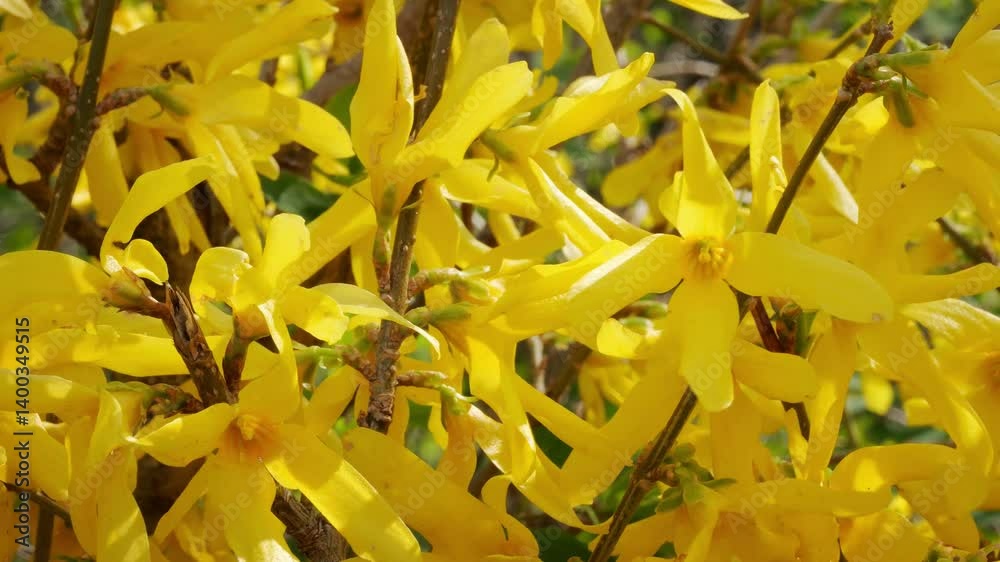extreme close-up of bright yellow blooming forsythia in wind motion, sunny spring garden scene, easter season