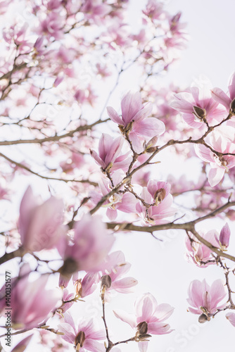 Magnolia tree in full bloom during spring. Bright background.