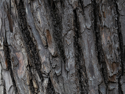 Embossed texture of tree bark. Tree trunk with natural bark patterns on the surface. Natural wood background. Closeup side view.