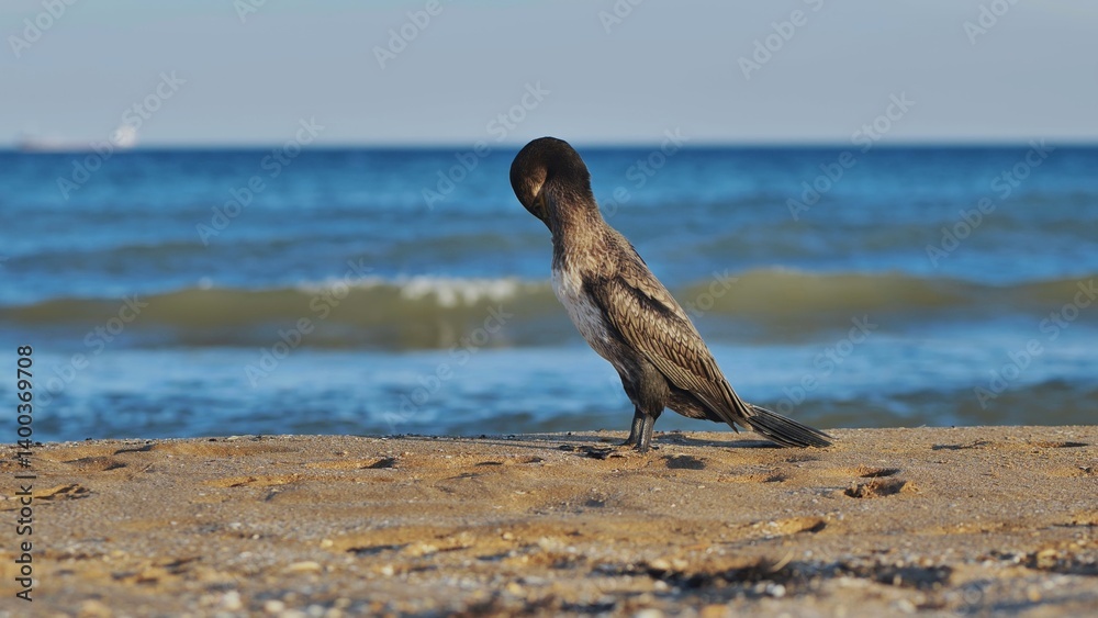 Great cormorant - phalacrocorax carbo - standing on a sandy beach with the black sea in the background, in crimea Great cormorant - phalacrocorax carbo - standing on a sandy beach with the black sea in the background, in crimea