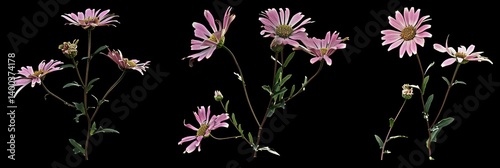 Obraz na płótnie Elegant Pink Daisies w salonie