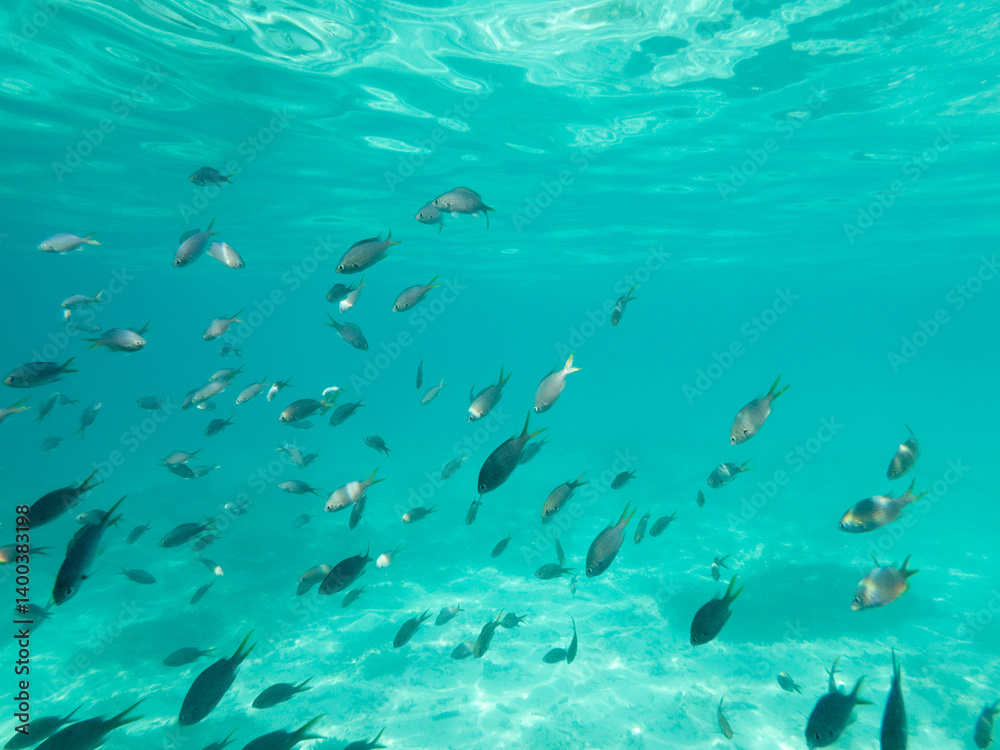 Obraz premium Exotische Fische zwischen Korallen