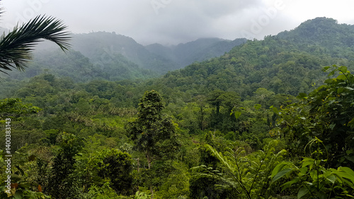 Fototapeta Naklejka Na Ścianę i Meble -  Scenic view of dense jungle trees in misty mountainous environment of Bougainville Island, Papua New Guinea