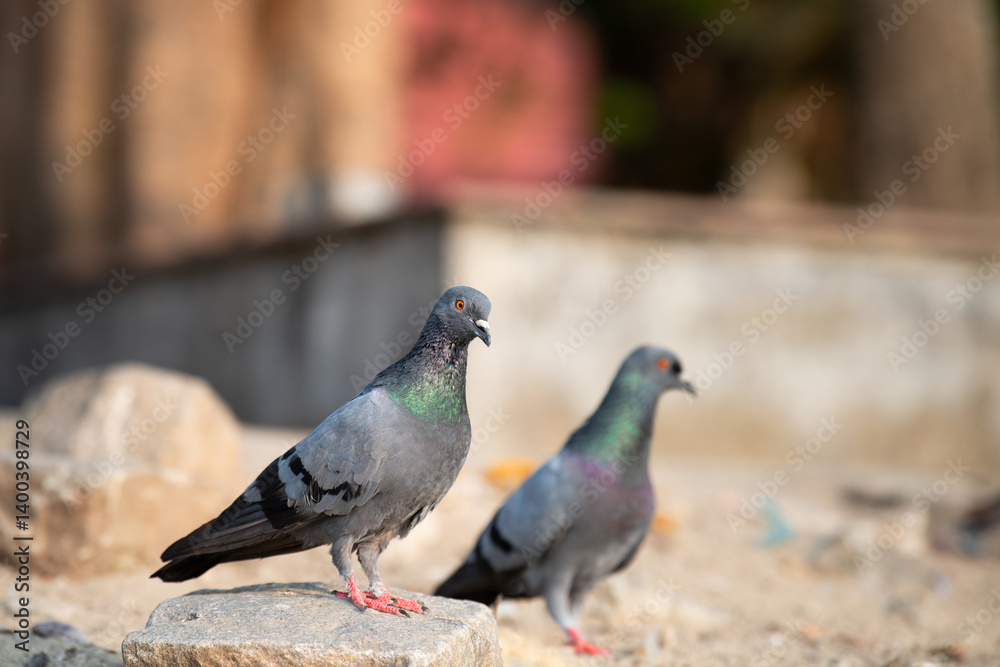Rock Pigeon sitting on a stone, wildlife bird in nature, rock dove or Columba livia, widespread common animal in India
Rock Pigeon sitting on a stone, wildlife bird in nature, rock dove or Columba livia, widespread common animal in India