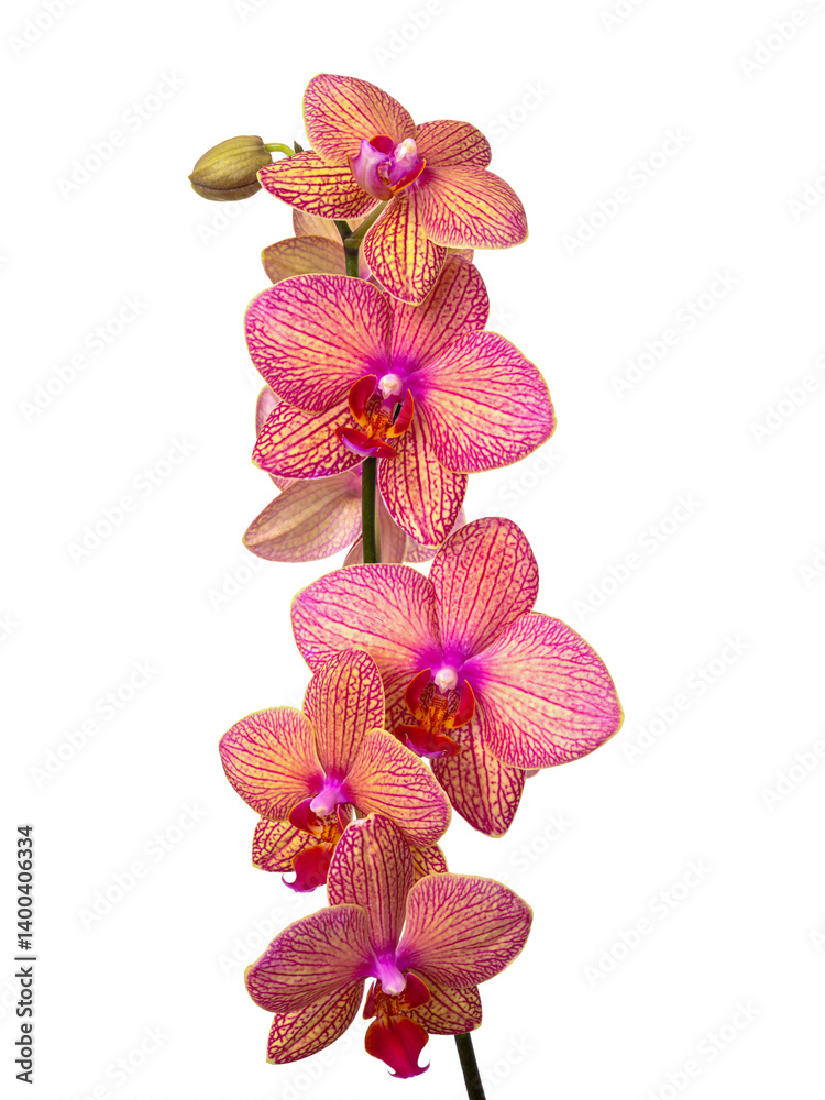 Orchid flower without background.