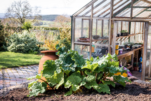 Fotografie Kitchen garden in England in spring with rhubarb growing next to a terracotta po
